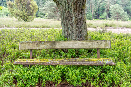 beautiful hillside landscape in the nature preservation area of the lueneburger heide, germanyの写真素材