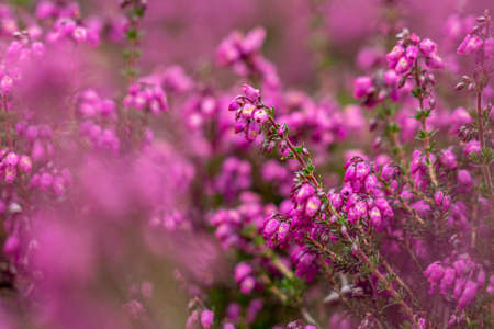 Purple heather closeup in summer, Lueneburger Heide, Germanyの写真素材