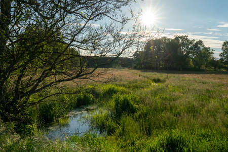 Birch trees with emerging foliage in summer time in lueneburger heide landscape, germanyの写真素材