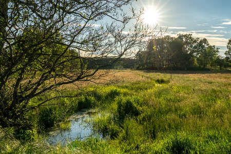beautiful hillside landscape in the nature preservation area of the lueneburger heide, germanyの写真素材