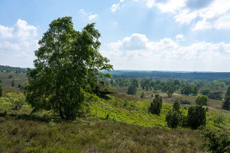 beautiful hillside landscape in the nature preservation area of the lueneburger heide, germanyの写真素材