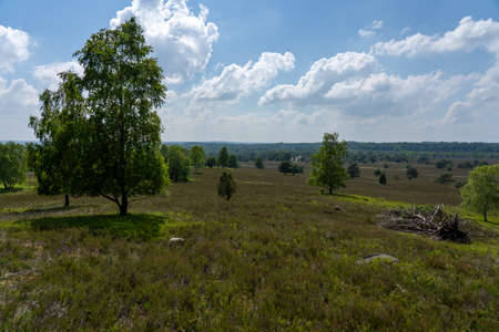 beautiful hillside landscape in the nature preservation area of the lueneburger heide, germanyの写真素材