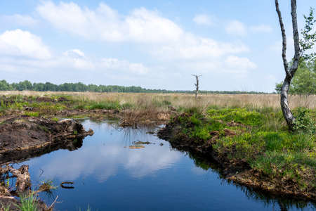 moorlands in Lueneburg Heath with cottongrass, tussock cottongrass or sheathed cottongrass, birch treesの写真素材