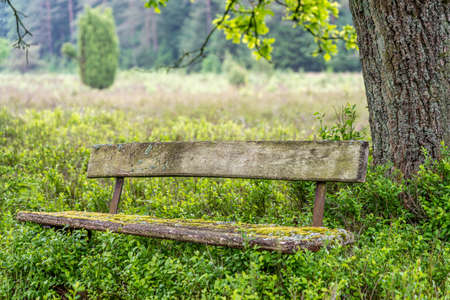 beautiful hillside landscape in the nature preservation area of the lueneburger heide, germanyの写真素材