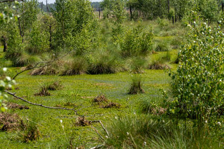 moorlands in Lueneburg Heath with cottongrass, tussock cottongrass or sheathed cottongrass, birch treesの写真素材