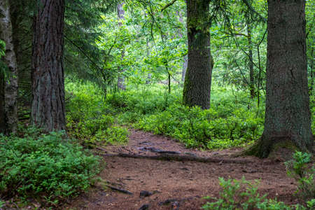 beautiful hillside landscape in the nature preservation area of the lueneburger heide, germanyの写真素材