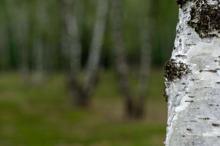 Birch trees with emerging foliage in summer time in lueneburger heide landscape, germanyの写真素材