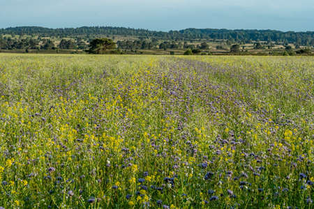 beautiful hillside landscape in the nature preservation area of the lueneburger heide, germanyの写真素材