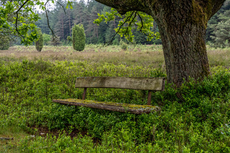 beautiful hillside landscape in the nature preservation area of the lueneburger heide, germanyの写真素材