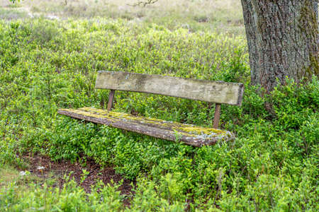 beautiful hillside landscape in the nature preservation area of the lueneburger heide, germanyの写真素材
