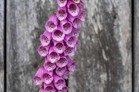 closeup of a foxglove flower in summertime in the nature preservation area of the lueneburger heide, germanyの写真素材