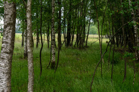 Birch trees with emerging foliage in summer time in lueneburger heide landscape, germanyの写真素材