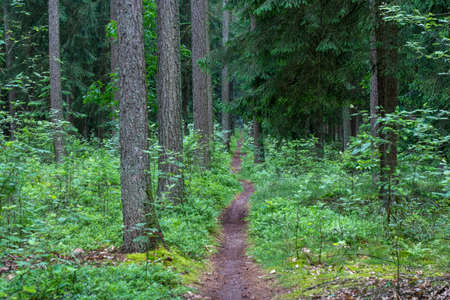 beautiful hillside landscape in the nature preservation area of the lueneburger heide, germanyの写真素材