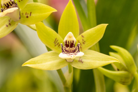 beautiful orchid blossom in spring timeの写真素材