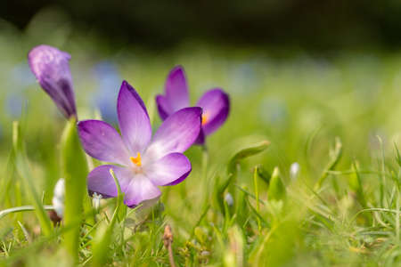 close up of crocus flowers on a green meadow in spring time, frankfurt, germanyの写真素材