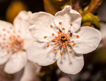 wild cherry blossoms searching for sunlightの写真素材