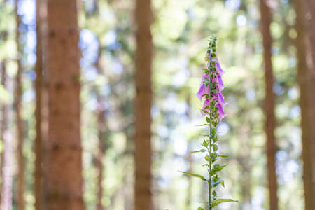 flowering foxglove in the Taunus forest near Frankfurt, Germanyの写真素材