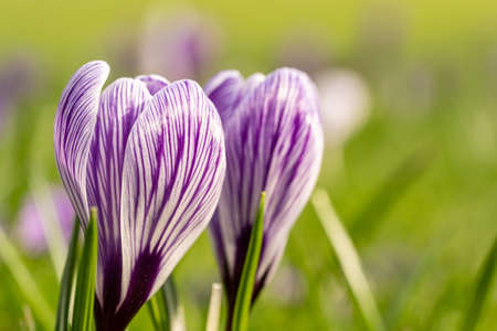 close up of crocus flowers on a green meadow in spring time, frankfurt, germanyの写真素材