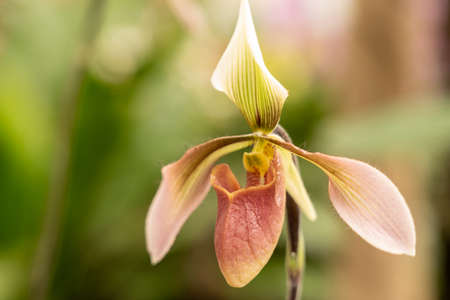 Blooming flower of orchid Phalaenopsis hybrid with a large chalice, lip and petalsの写真素材