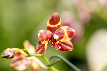 beautiful orchid blossom in spring timeの写真素材