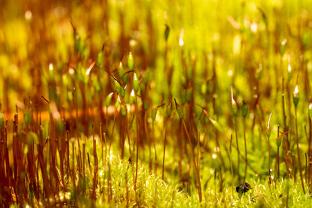 close up of fresh moss with seedlingsの写真素材