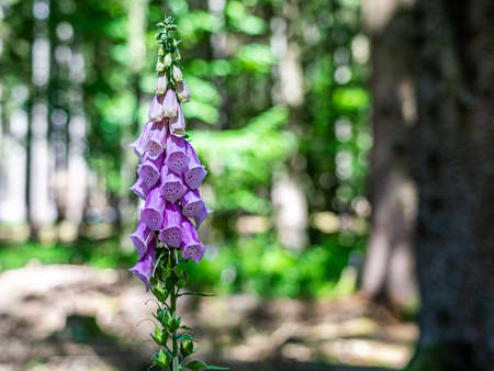 flowering foxglove in the Taunus forest near Frankfurt, Germanyの写真素材