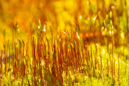 close up of fresh moss with seedlingsの写真素材