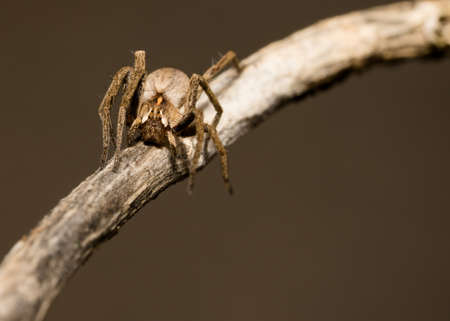 wolf spider sitting on a wood stick in spring time, hessen, germanyの写真素材
