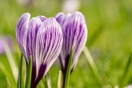 close up of crocus flowers on a green meadow in spring time, frankfurt, germanyの写真素材