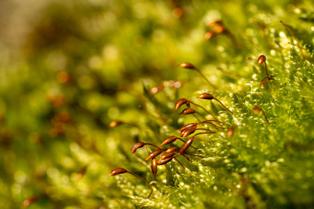 close up of fresh moss with seedlingsの写真素材