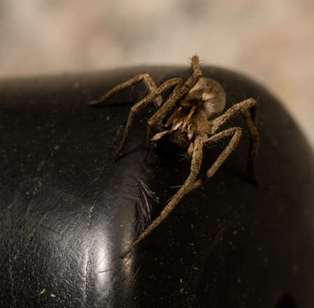 wolf spider sitting on a black chair in spring time, hessen, germanyの写真素材