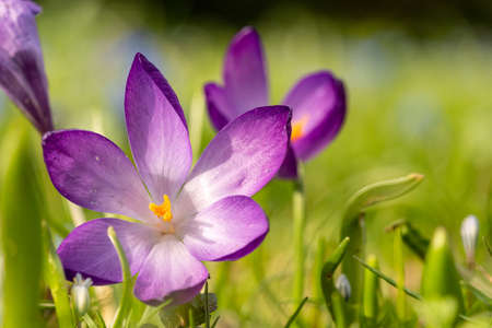 close up of crocus flowers on a green meadow in spring time, frankfurt, germanyの写真素材