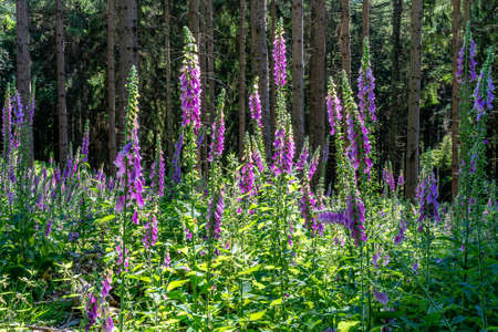 flowering foxglove in the Taunus forest near Frankfurt, Germanyの写真素材