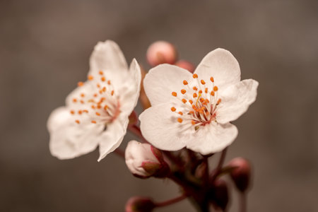 wild cherry blossoms searching for sunlightの写真素材