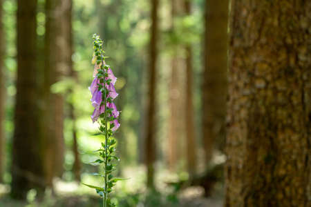 flowering foxglove in the Taunus forest near Frankfurt, Germanyの写真素材