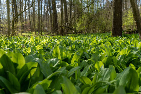 field of wild garlic during springtime in a forest near bad vilbel, hesse, germanyの写真素材