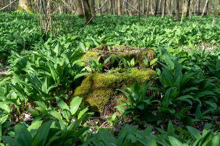 field of wild garlic during springtime in a forest near bad vilbel, hesse, germanyの写真素材