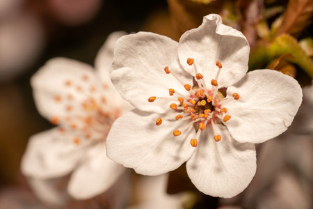 wild cherry blossoms searching for sunlightの写真素材