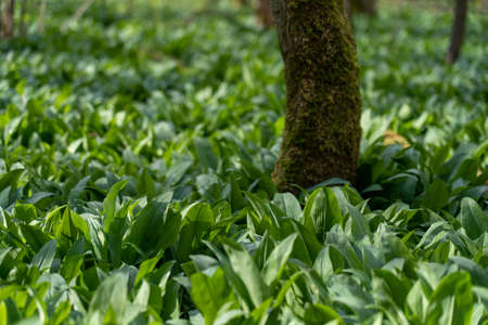 field of wild garlic during springtime in a forest near bad vilbel, hesse, germanyの写真素材