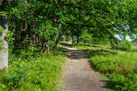 beautiful hillside landscape in the nature preservation area of the lueneburger heide, germanyの写真素材