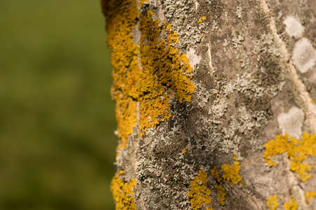 close-up of orange lichen on a tree in the sun during springtime, hesse, germanyの写真素材