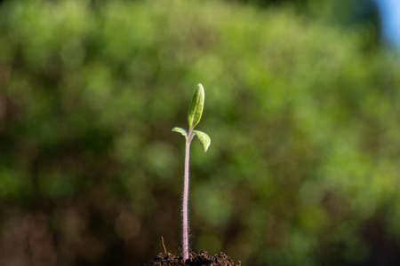 plant seedling growing symbol for the clean energy revolution of a clean worldの写真素材