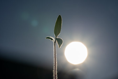 plant seedling growing symbol for the clean energy revolution of a clean worldの写真素材