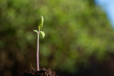 plant seedling growing symbol for the clean energy revolution of a clean worldの写真素材