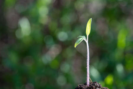 plant seedling growing symbol for the clean energy revolution of a clean worldの写真素材