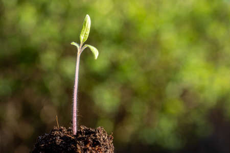 plant seedling growing symbol for the clean energy revolution of a clean worldの写真素材