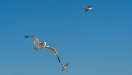closeup of seagulls in front of vesuv mountain, naples, italyの写真素材