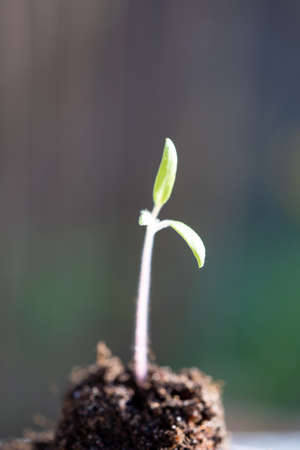 plant seedling growing symbol for the clean energy revolution of a clean world