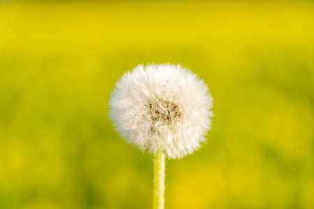 Flight of the seeds of a dandelion in the windの写真素材