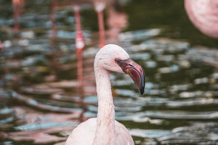 Porttrait of a flamingo wading through the water searching for food, Germanyの写真素材